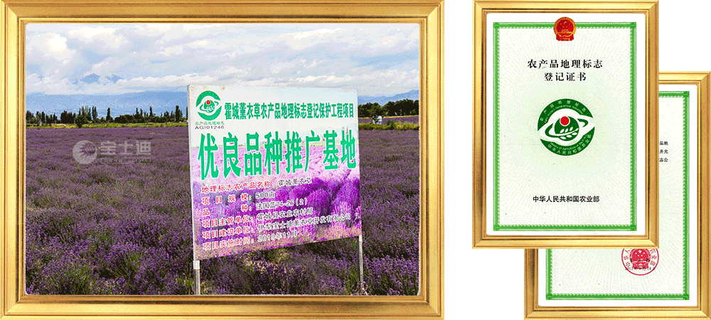草莓视频在线霍城薰衣草農產品地（dì）理標誌保護工程