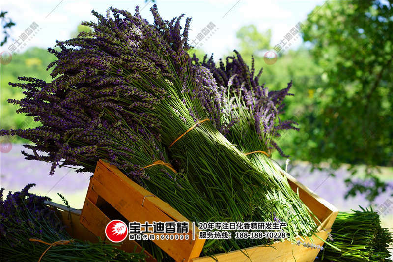 薰衣(yī)草香精(jīng) 薰衣(yī)草香精