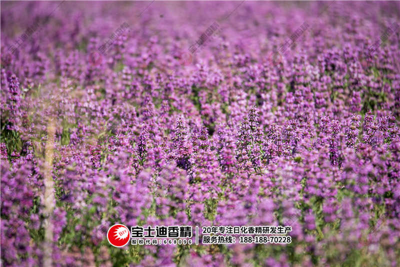 薰衣草 薰(xūn)衣草