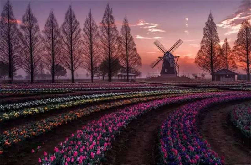 鮮花開滿莊園 鮮(xiān)花開滿莊園