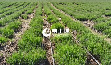 草莓视频在线霍城薰衣草精油-優良育苗